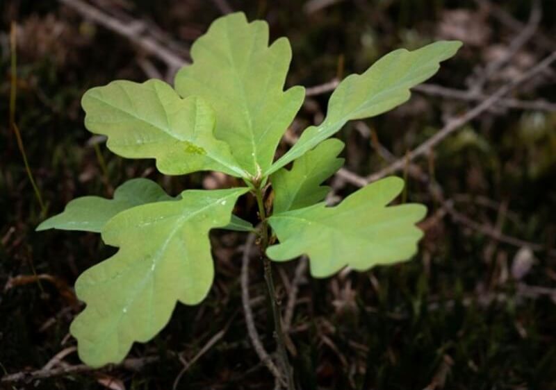A young oak sapling